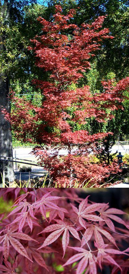 Acer palmatum cv. Shojo Nomura