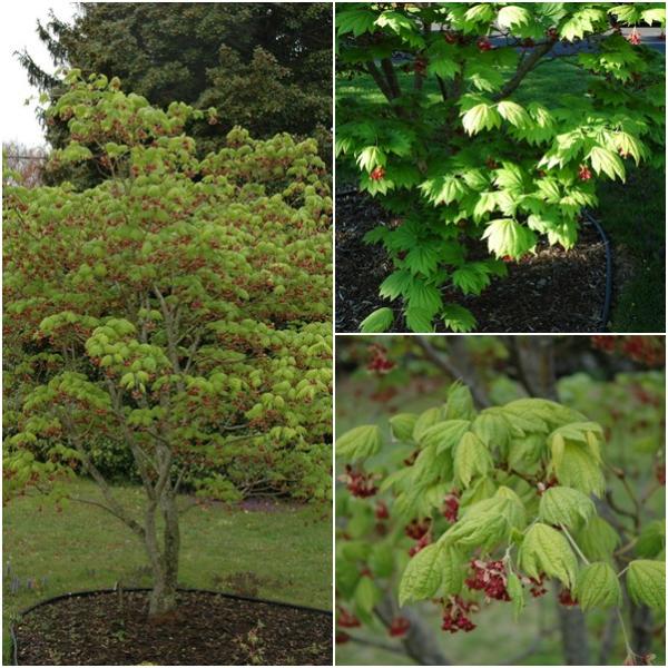 Acer japonicum  (Itaya)