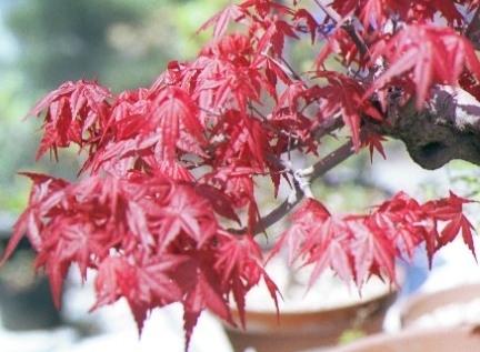 Acer palmatum cv.desyoujou  | ปฏิพัทธ์พฤกษา - เมืองลำปาง ลำปาง