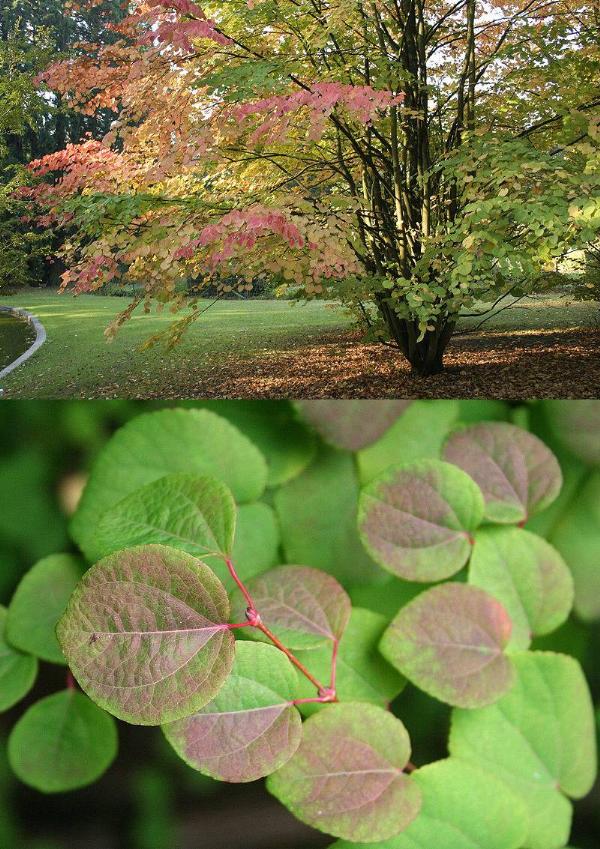 Cercidiphyllum japonicum (Katura) | ปฏิพัทธ์พฤกษา - เมืองลำปาง ลำปาง