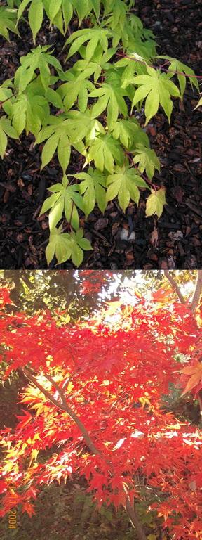 Acer palmatum cv.Osakazuki