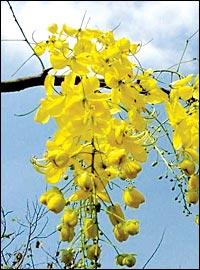คูนเหลือง | สวนปณีตา - เมืองปราจีนบุรี ปราจีนบุรี