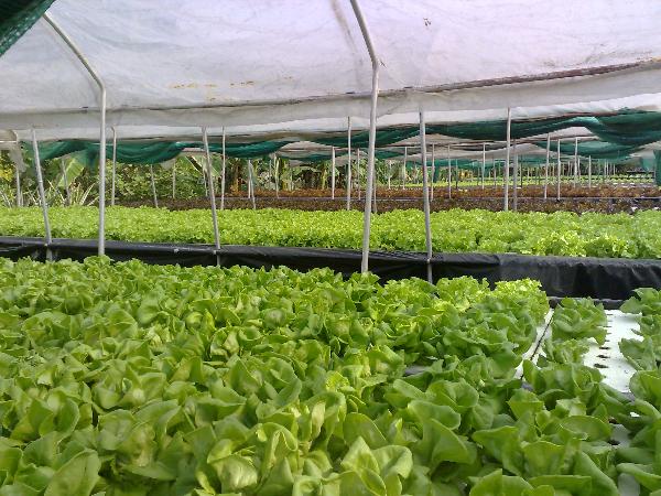 G.R.S Hydro Farm แปลงปลูกผักไฮโดรโปนิคส์ ขนาด ใหญ่ 2 x 7 เมตร 
