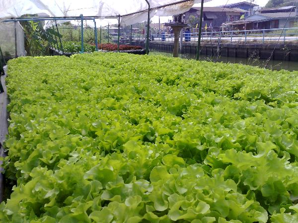 G.R.S Hydro Farm กรีนโอ๊ค | G.R.S. Hydro Farm (จี อาร์ เอส ไฮโดร ฟาร์ม ) -  ปทุมธานี