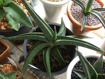 แบ่งขาย Sansevieria Patens | 19Sansevieria - บางเขน กรุงเทพมหานคร