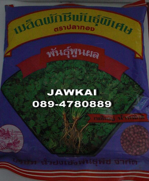 ผักชีไทย พูนผล ปลาทอง กอใหญ่ | จ้าวไก่เกษตร - ไทรน้อย นนทบุรี