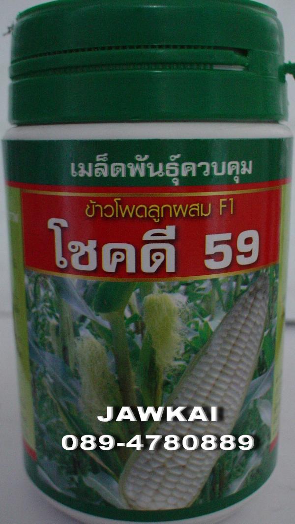 ข้าวโพดขาว ข้าวเหนียวโชคดี 59 เสือดาว