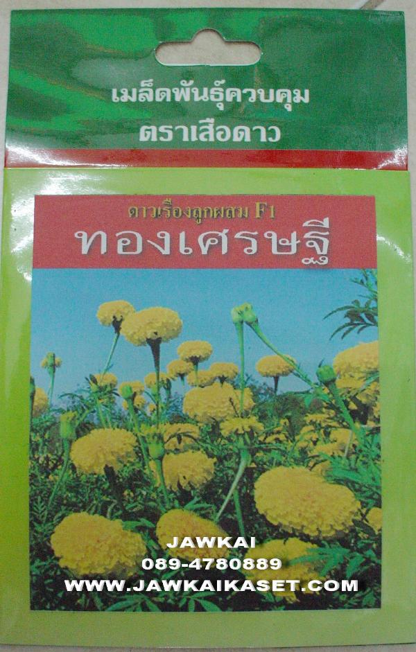 ดาวเรืองสีเหลืองทอง ทองเศรษฐี เสือดาว | จ้าวไก่เกษตร - ไทรน้อย นนทบุรี