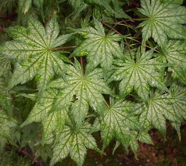 Acer palmatum Shigitatsu sawa