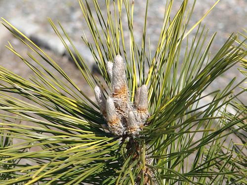 Pinus thunbergii (Japanese black pine) | ปฏิพัทธ์พฤกษา - เมืองลำปาง ลำปาง