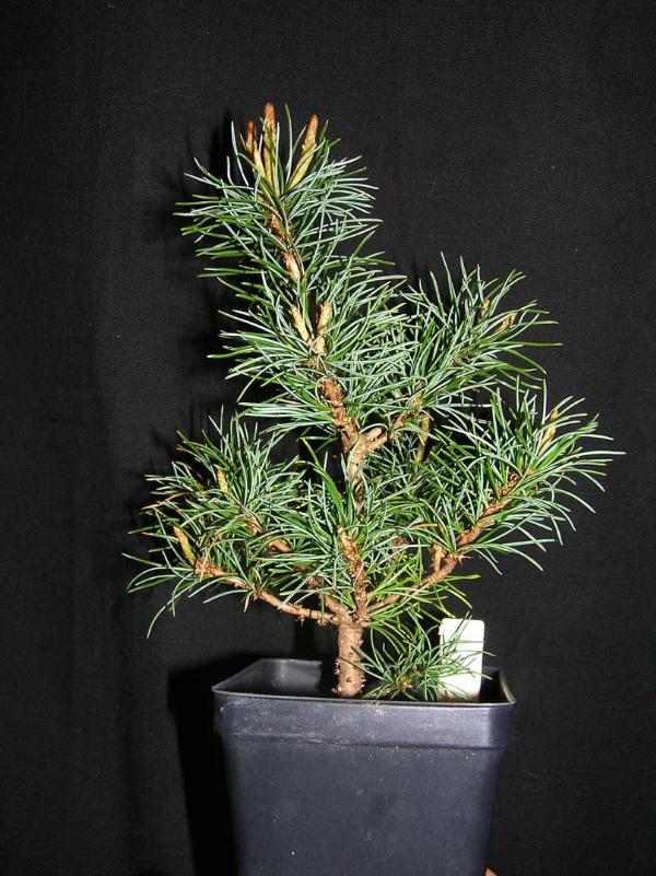 Pinus parviflora (Japanese white pine) | ปฏิพัทธ์พฤกษา - เมืองลำปาง ลำปาง