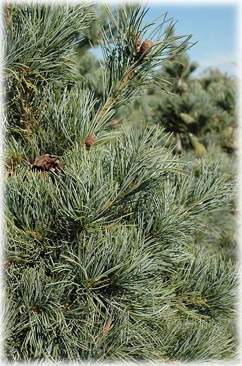 Pinus parviflora (Japanese blue pine) | ปฏิพัทธ์พฤกษา - เมืองลำปาง ลำปาง