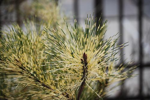 Pinus thunbergii (variegated black pine)