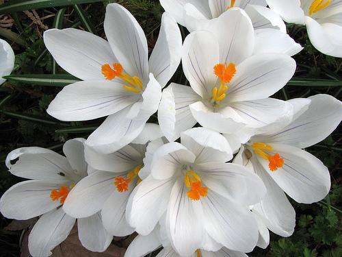 Crocus Jeanne De Arc | ฟลาเวอร์สอาร์อัส  - เมืองปทุมธานี ปทุมธานี