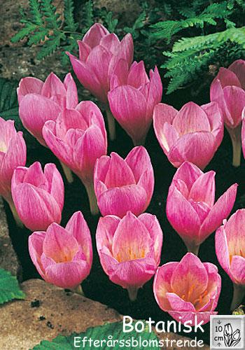 Crocus Zonatus | ฟลาเวอร์สอาร์อัส  - เมืองปทุมธานี ปทุมธานี