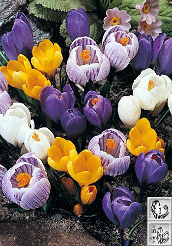 Crocus Mix | ฟลาเวอร์สอาร์อัส  - เมืองปทุมธานี ปทุมธานี