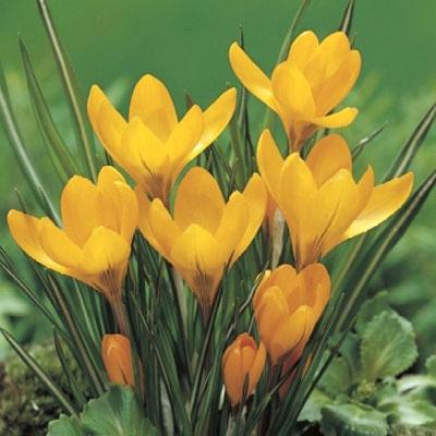 Crocus Golden Yellow | ฟลาเวอร์สอาร์อัส  - เมืองปทุมธานี ปทุมธานี