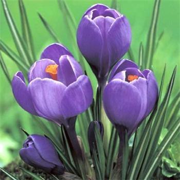 Crocus Flower Record