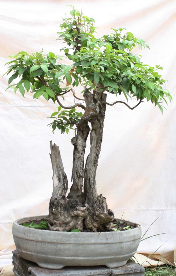 บอนไซเสลา | ballbonsai - ตาคลี นครสวรรค์