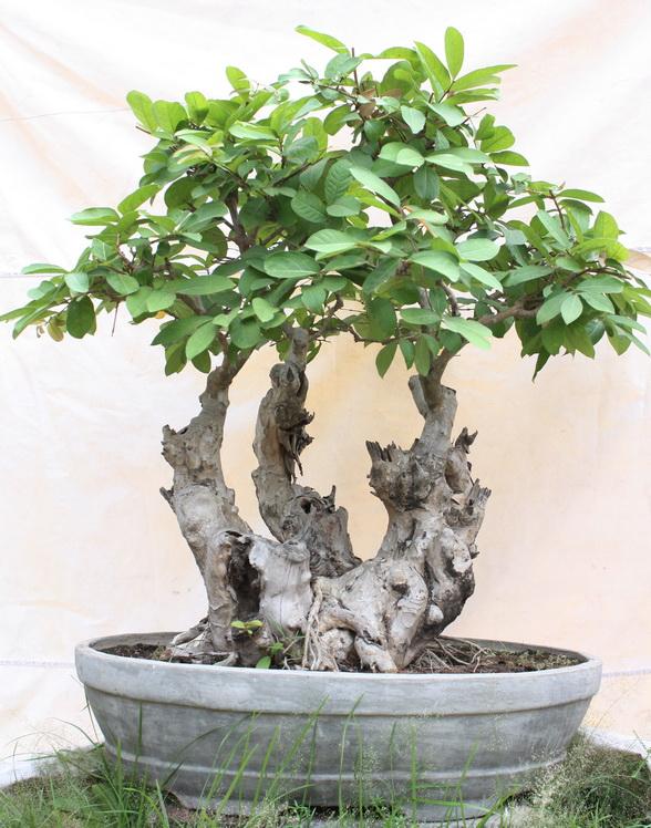 บอนไซ ตะแบก | ballbonsai - ตาคลี นครสวรรค์