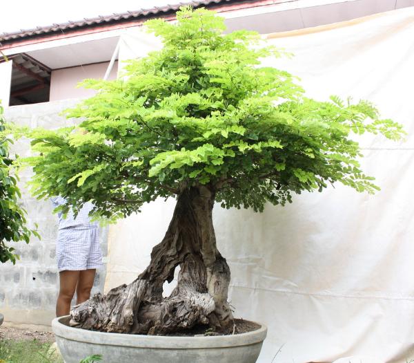 บอนไซ สนวน | ballbonsai - ตาคลี นครสวรรค์