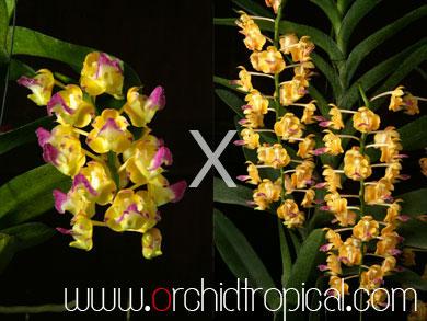 กล้วยไม้ขวด เอื้องกุหลาบเหลืองโคราช4n X กุหลาบเหลืองโคราช | orchidtropical -  เชียงใหม่
