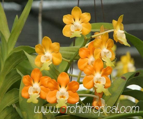 กล้วยไม้ขวด สามปอยขุนตาน ดอกหอมแรง | orchidtropical -  เชียงใหม่