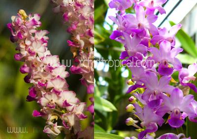 กล้วยไม้ขวด เขาแกะแดงสีเข้ม ดอกใหญ่และดก ช่อแน่น | orchidtropical -  เชียงใหม่