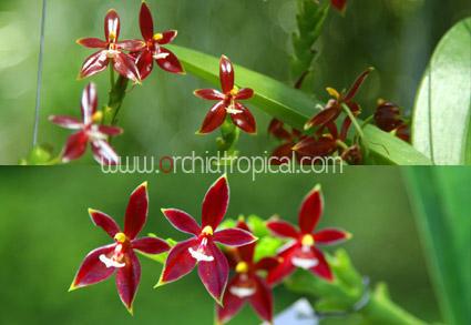 กล้วยไม้ขวด เขากวางแดง ผสมจากเขากวางแดงต้นตำรับ แท้ 100% | orchidtropical -  เชียงใหม่