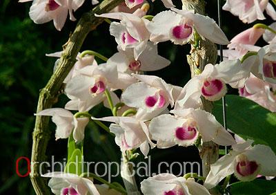 กล้วยไม้ขวด สายน้ำครั่งกึ่งเผือก | orchidtropical -  เชียงใหม่