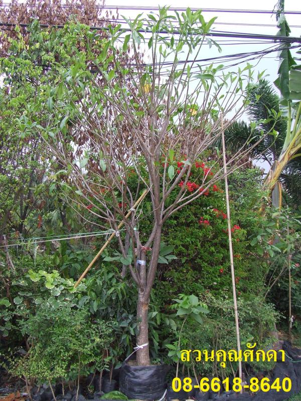 ต้นตีนเป็ดน้ำ | สวนคุณศักดา - บางบัวทอง นนทบุรี