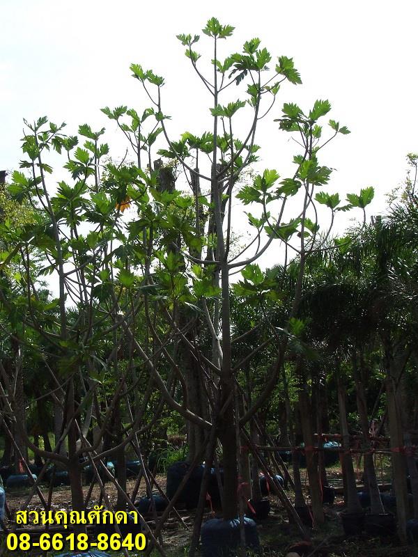 ต้นสาเก | สวนคุณศักดา - บางบัวทอง นนทบุรี