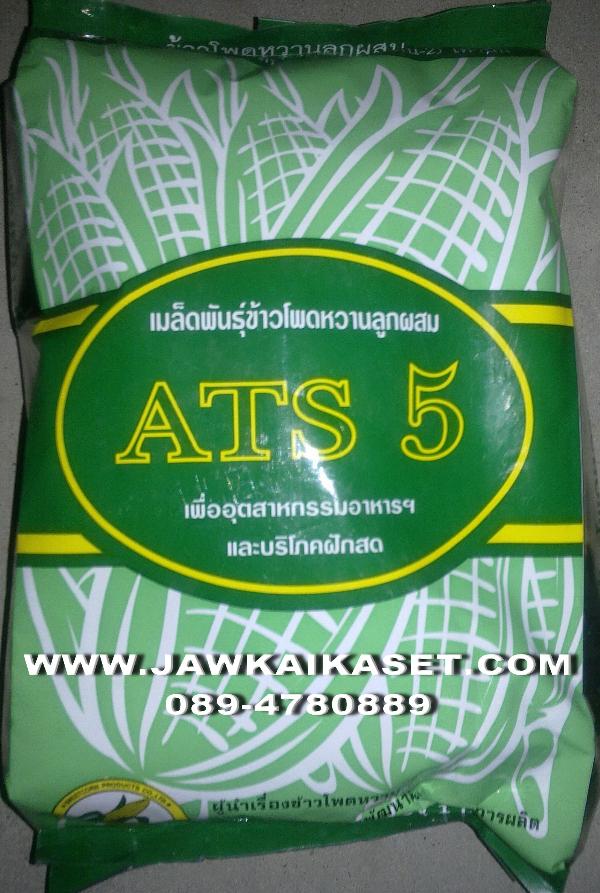 เมล็ดพันธุ์ข้าวโพดหวาน ATS5 