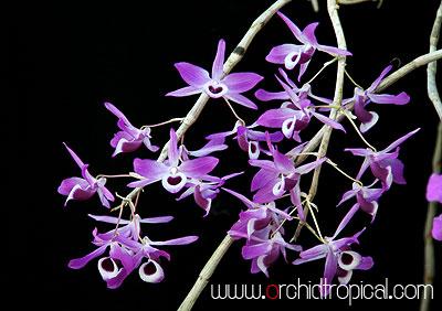 กล้วยไม้ นิ้ว เอื้องสายม่วง | orchidtropical -  เชียงใหม่