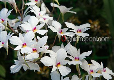 กล้วยไม้นิ้ว หวายตะวันตก | orchidtropical -  เชียงใหม่