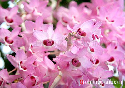 กล้วยไม้รุ่น หวายเนสเตอร์ | orchidtropical -  เชียงใหม่