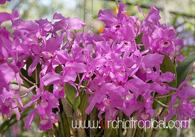 ไม้พร้อมดอก แคททรียาสกินเนอรี่ สีชมพู | orchidtropical -  เชียงใหม่