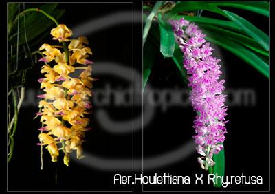 กล้วยไม้ลูกผสมเหลืองโคราชไอยเรศ | orchidtropical -  เชียงใหม่