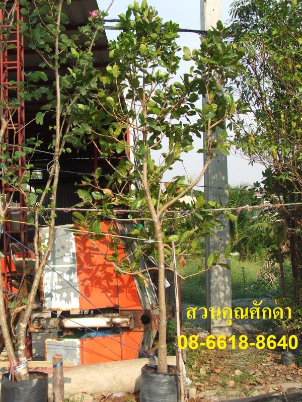 ต้นกระทิง | สวนคุณศักดา - บางบัวทอง นนทบุรี