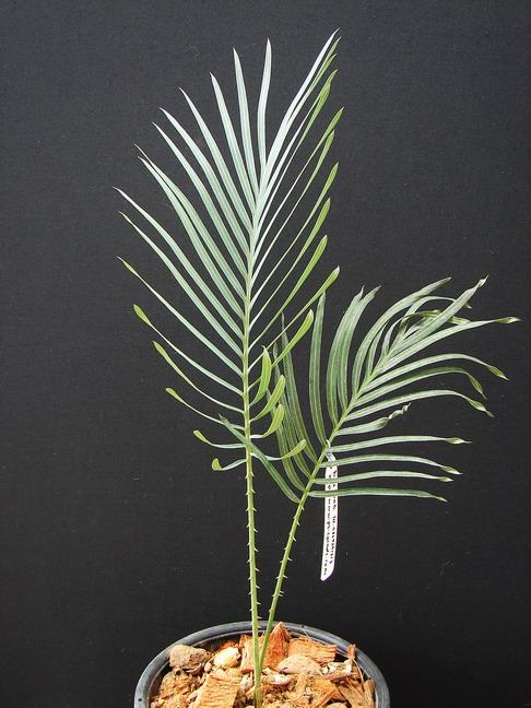 Cycad Angulata (C.ANG-TU-0025) | Suanpom(สวนผม) - สรรพยา ชัยนาท