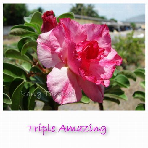 Triple Amazing | โรงต้นไม้ - หนองแค สระบุรี