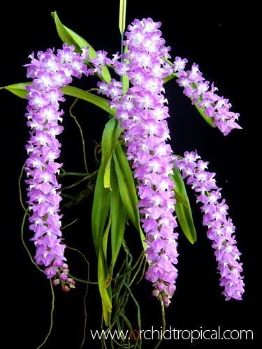 กุหลาบน่าน กุหลาบแม่เมย กุหลาบไอยราวัณ | orchidtropical -  เชียงใหม่