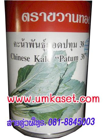 คะน้าพันธุ์ยอดปทุม 38  | umkaset - เมืองลำพูน ลำพูน