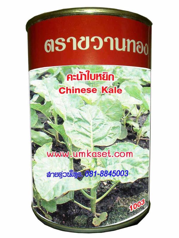 คะน้าใบหยิก | umkaset - เมืองลำพูน ลำพูน