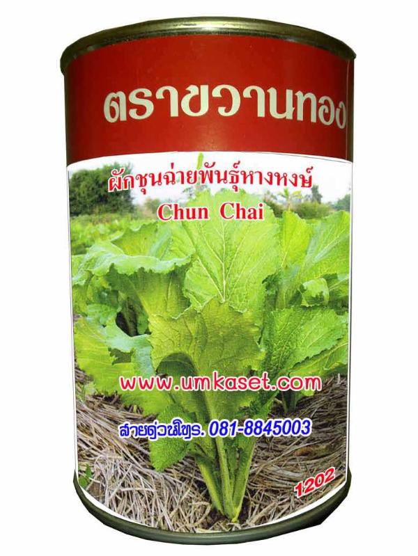 ผักชุนฉ่ายพันธุ์หางหงส์ | umkaset - เมืองลำพูน ลำพูน