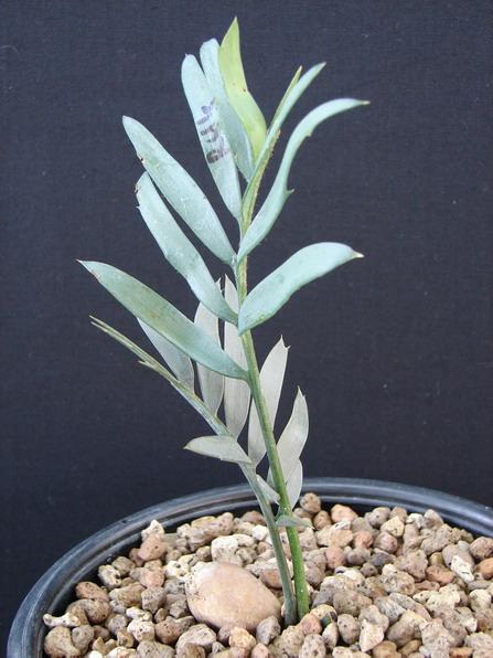 Encephalartos lehmannii (Seeding)