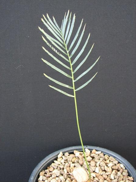 Encephalartos laevifolius "Kaapse & Krok.Poort " form | Suanpom(สวนผม) - สรรพยา ชัยนาท