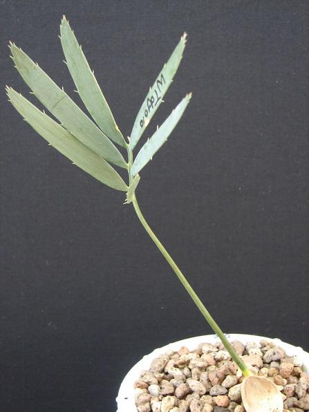 Encephalartos dyerianus (Seeding) | Suanpom(สวนผม) - สรรพยา ชัยนาท