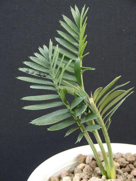 Encephalartos caffer (Seeding) | Suanpom(สวนผม) - สรรพยา ชัยนาท