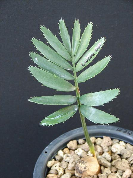 Encephalartos aemulans (Seeding) | Suanpom(สวนผม) - สรรพยา ชัยนาท